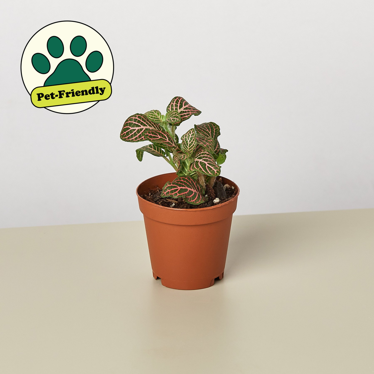 Pink Nerve Plant (Fittonia albivenis 'Pink')
