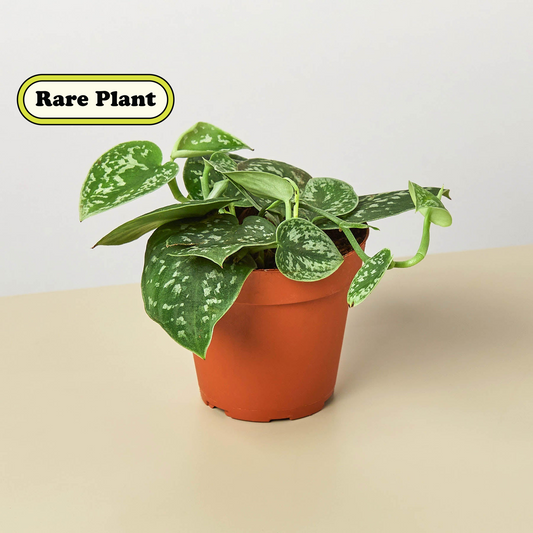 Satin Pothos / Silver Vine (Scindapsus pictus 'Argyraeus')