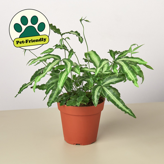 Silver Ribbon Fern (Pteris cretica var. albolineata)