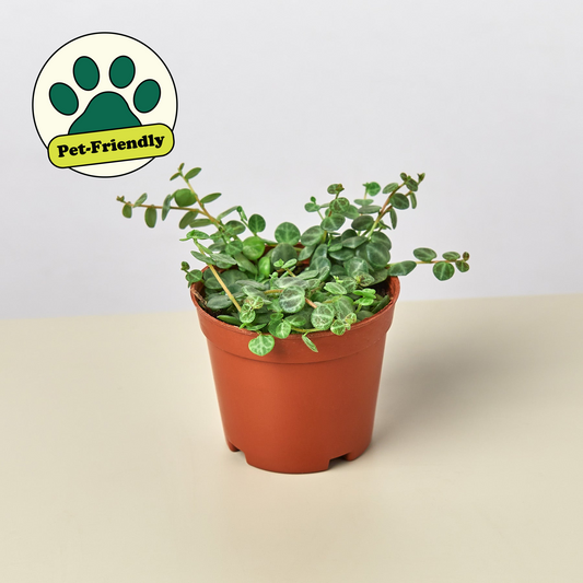 String of Turtles (Peperomia prostrata)