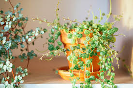 String of Turtles Starter Prop Cup (Peperomia prostrata)