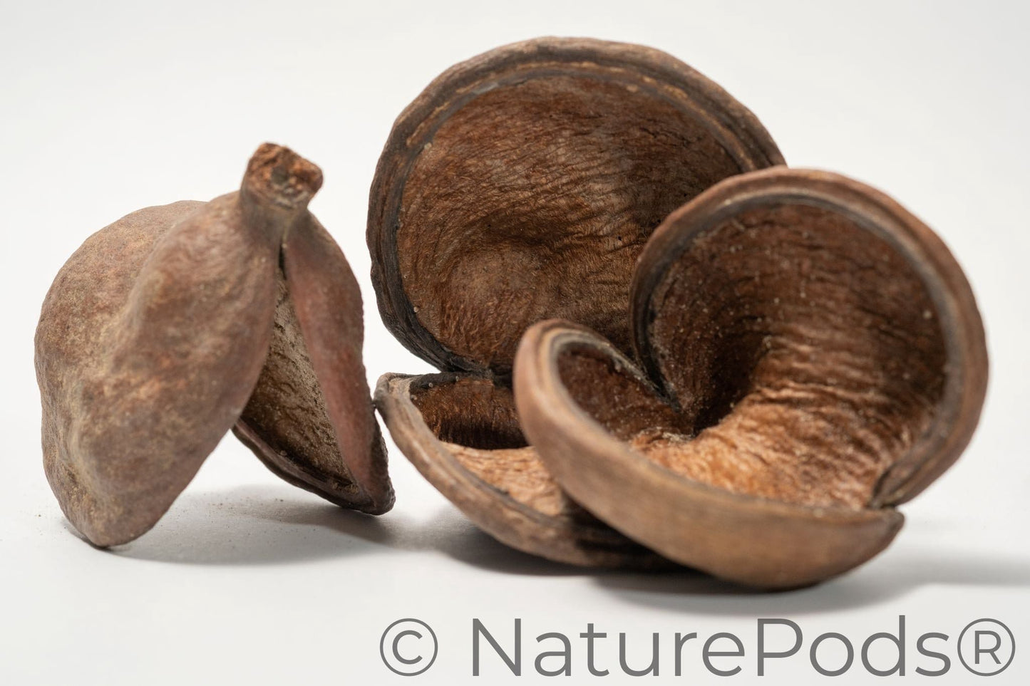 Natural Jungle Pods (Sterculia foetida)