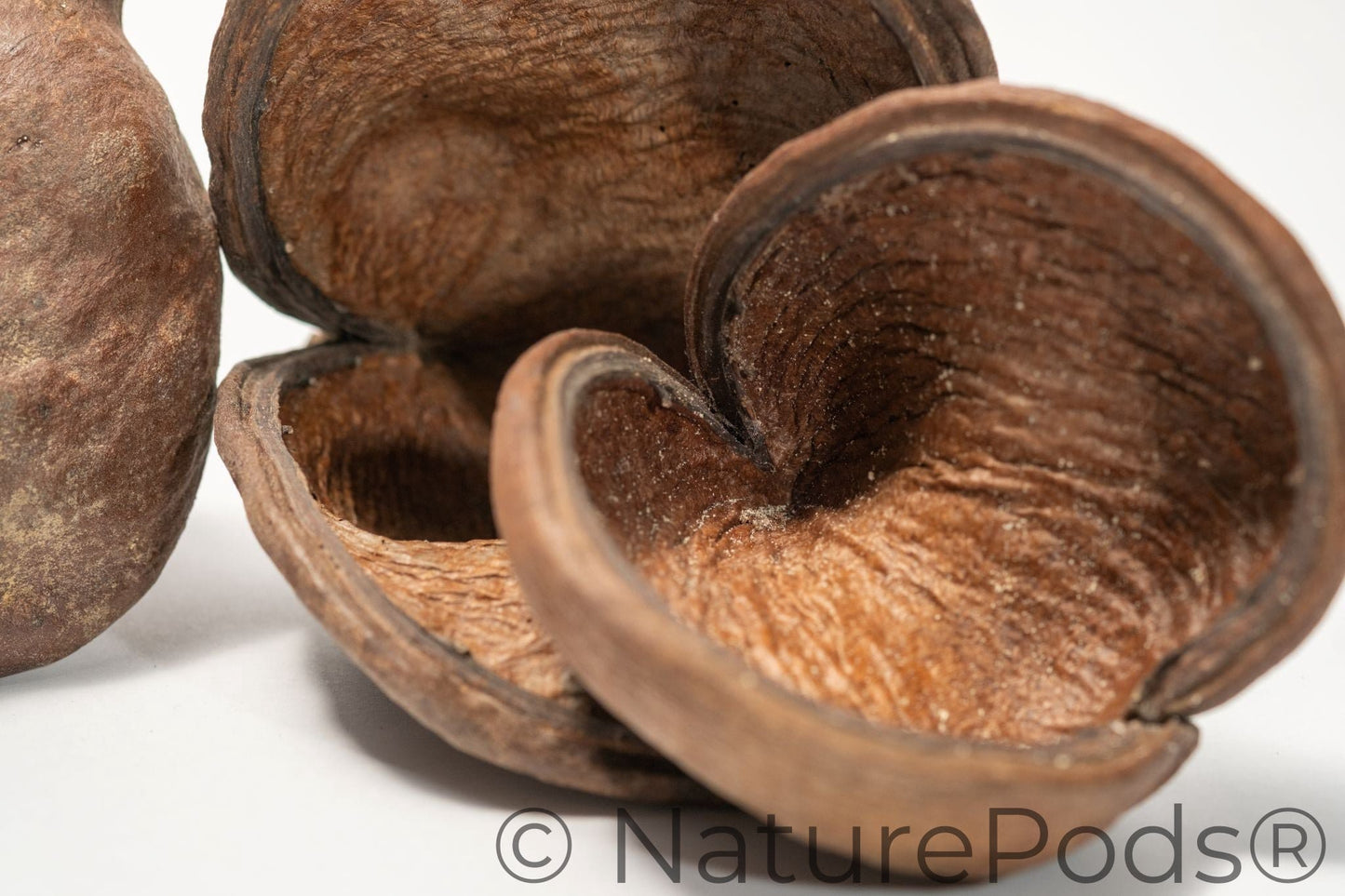 Natural Jungle Pods (Sterculia foetida)