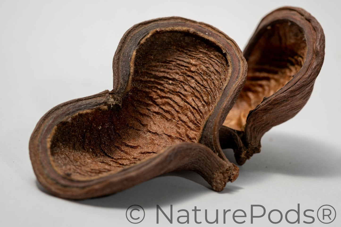 Natural Jungle Pods (Sterculia foetida)