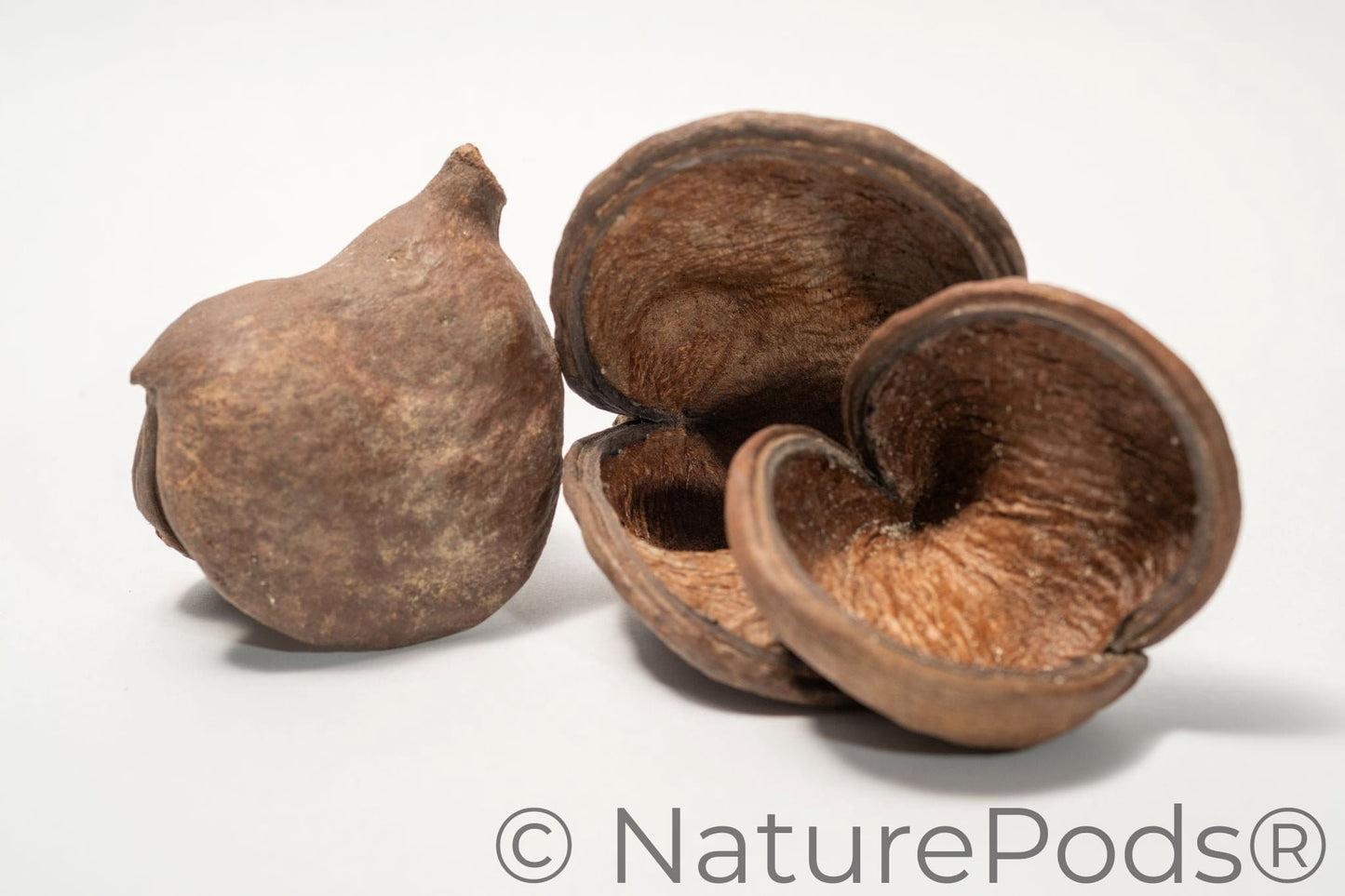 Natural Jungle Pods (Sterculia foetida)