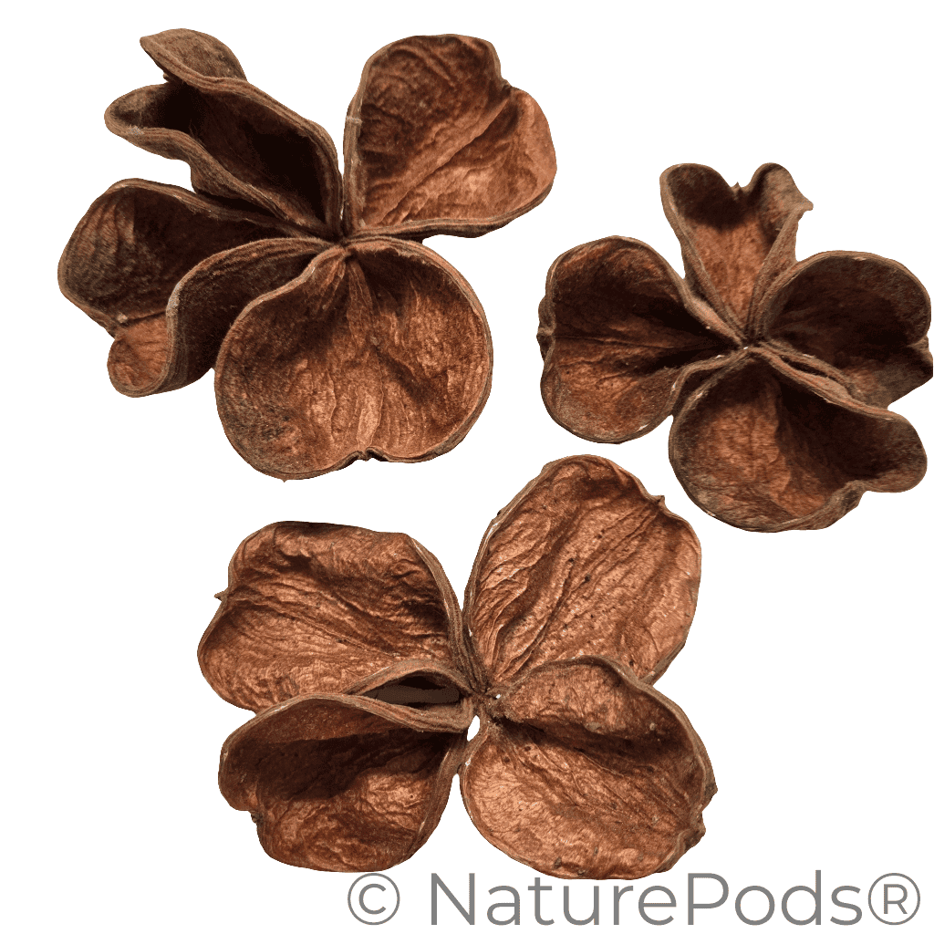 Natural Dried Land Lotus Pods (Sterculia urens)