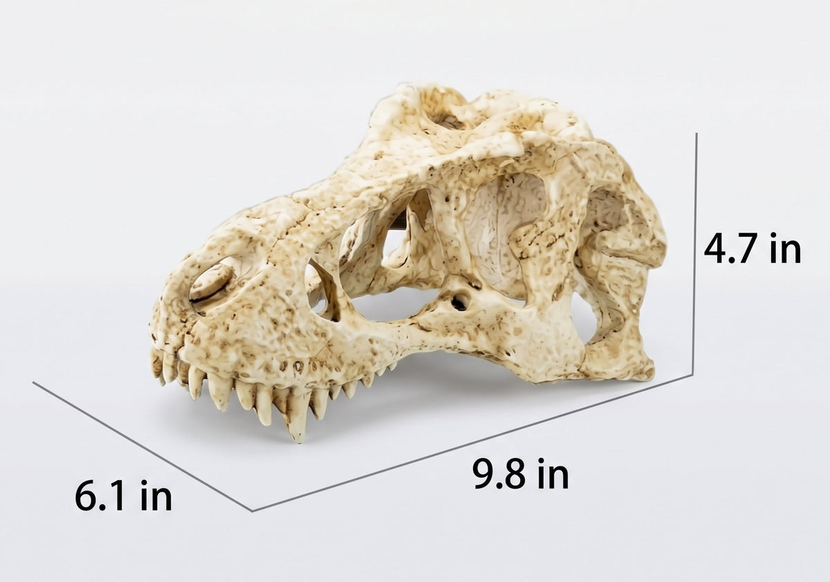 T. Rex Fossil Skull Hide