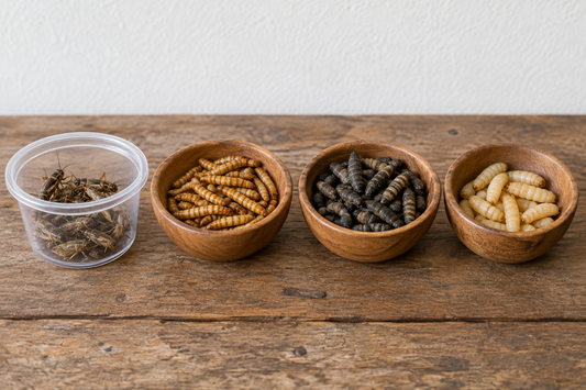 Jumping Spider Live Feeder Kit (Includes 2 Day Shipping)