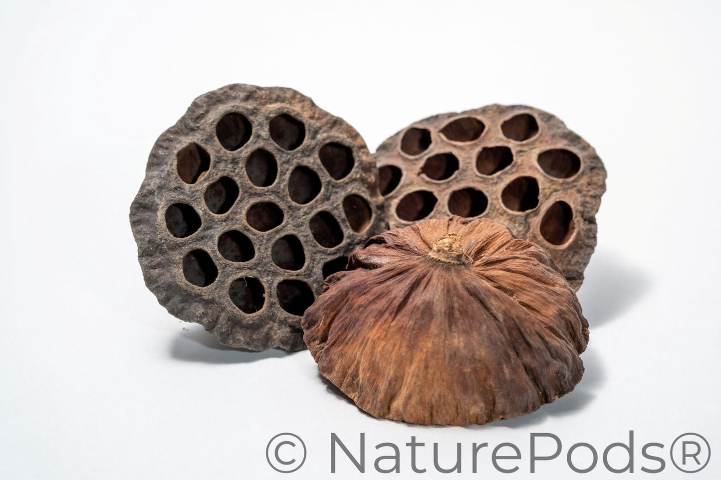 Natural Lotus Seed Pods (Nelumbo nucifera)