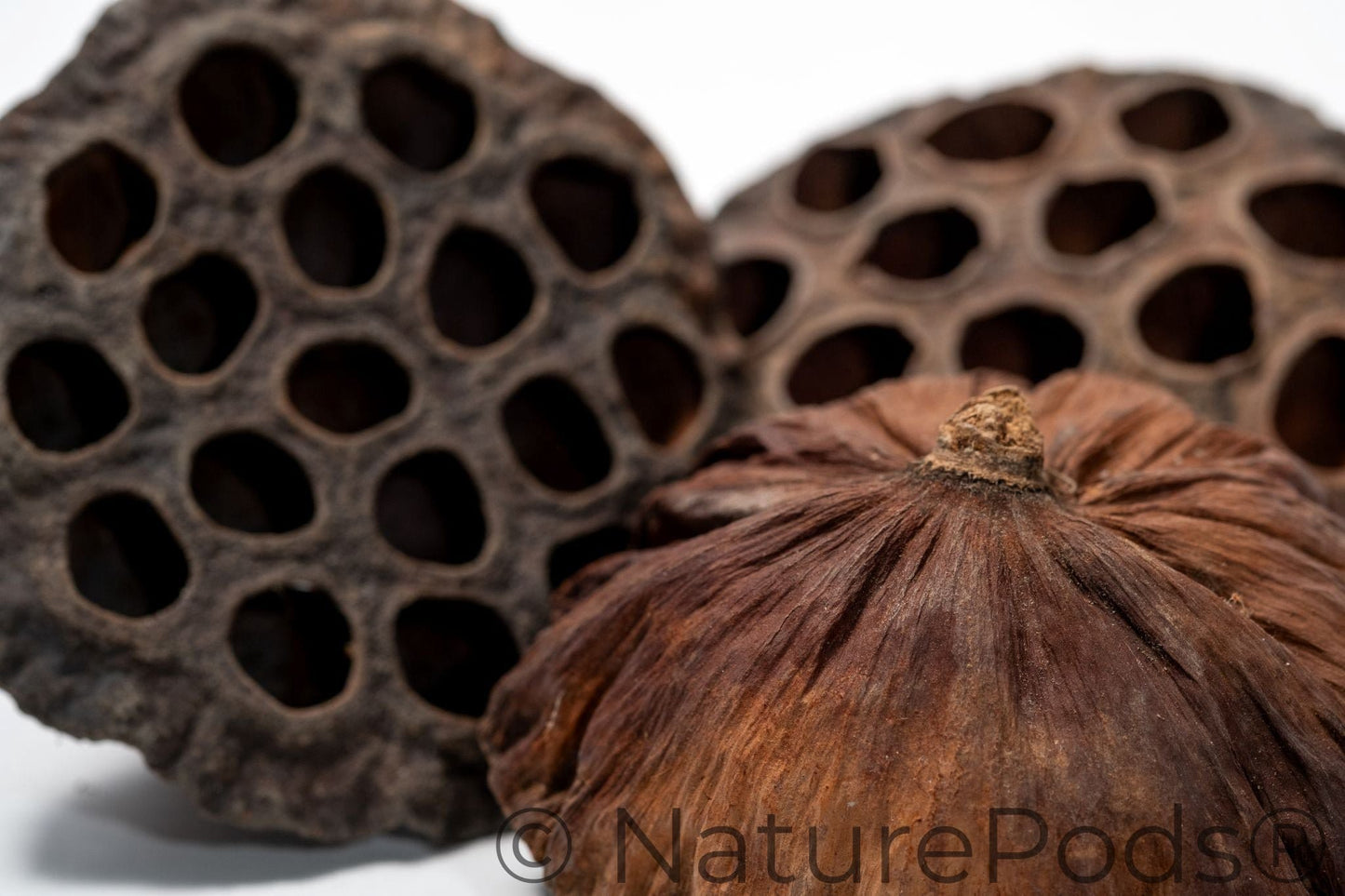 Natural Lotus Seed Pods (Nelumbo nucifera)