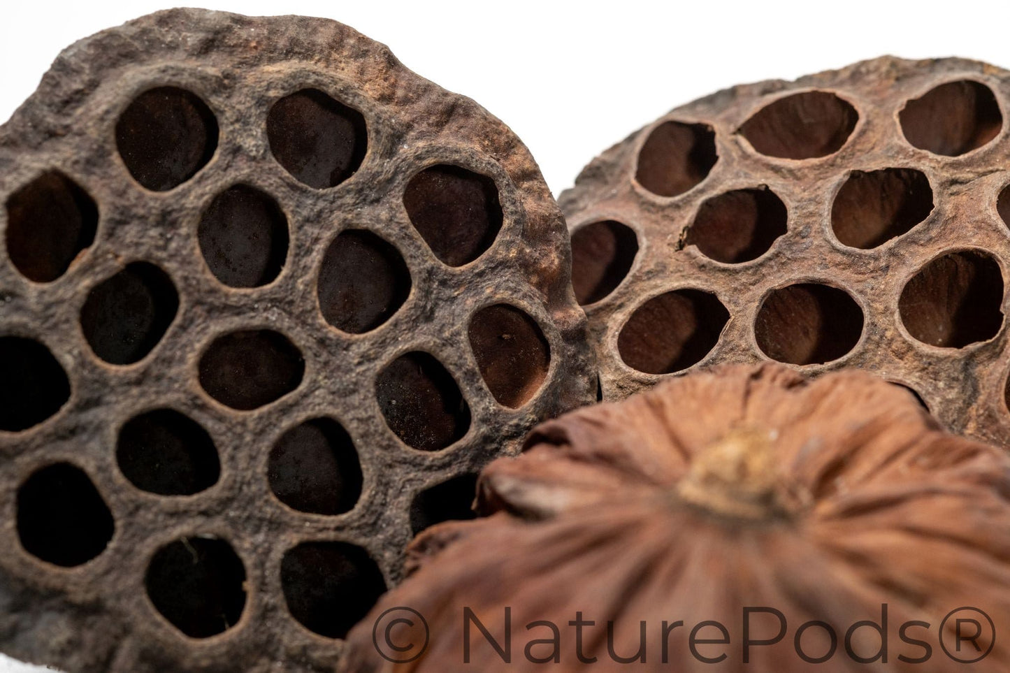 Natural Lotus Seed Pods (Nelumbo nucifera)