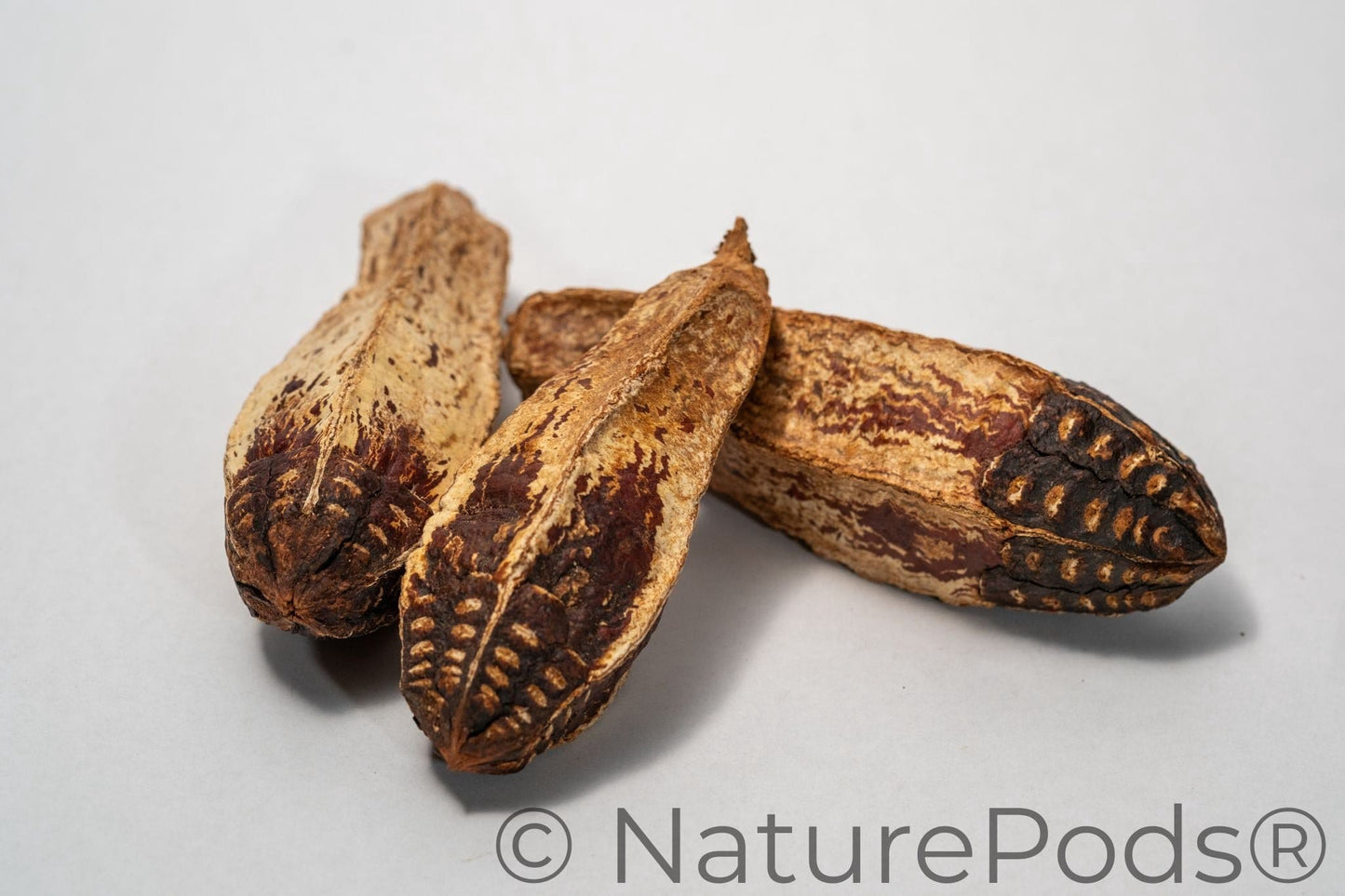 Natural Mahogany Seed Pods (Swietenia macrophylla)
