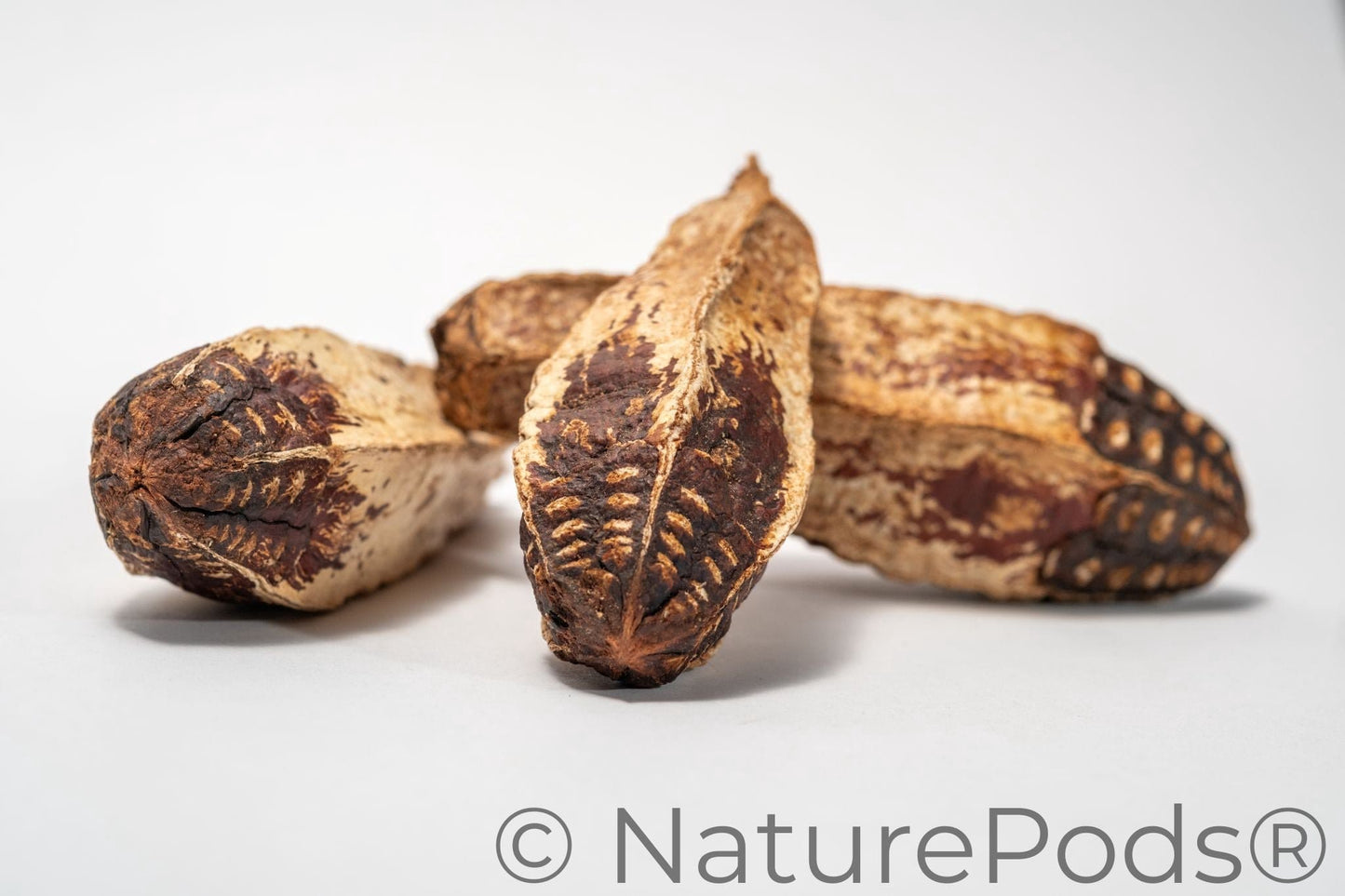 Natural Mahogany Seed Pods (Swietenia macrophylla)