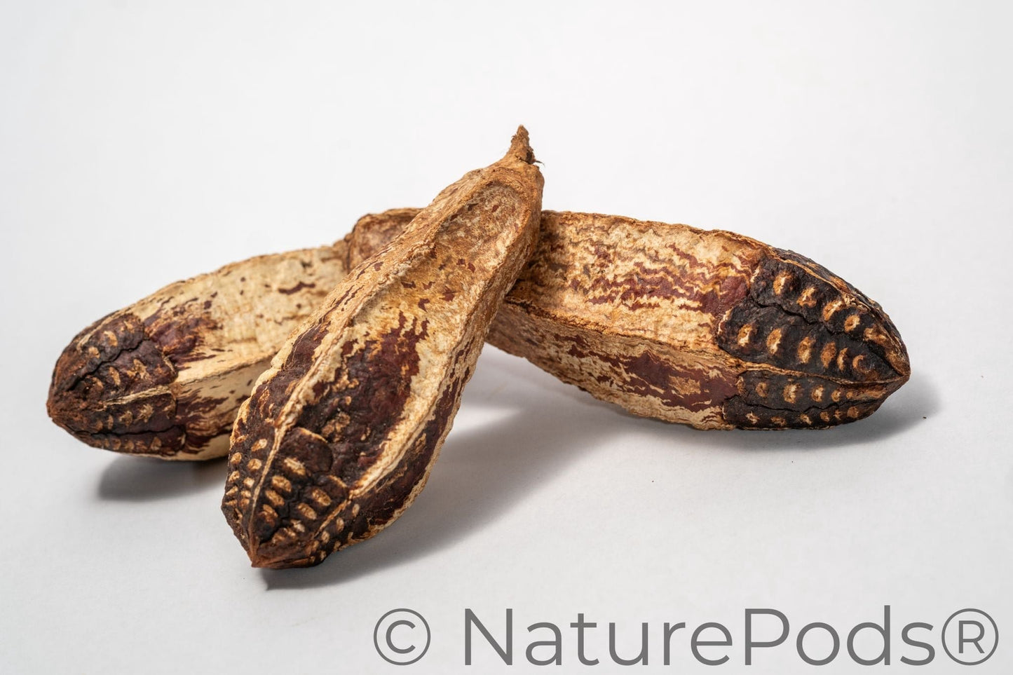 Natural Mahogany Seed Pods (Swietenia macrophylla)