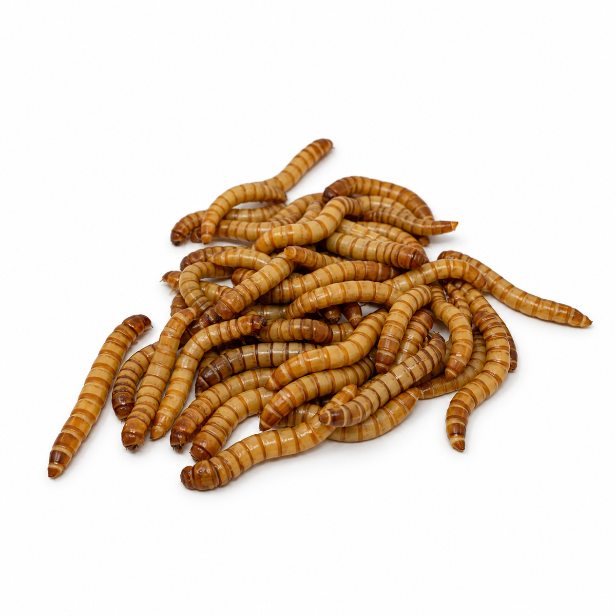 Live Medium Mealworms