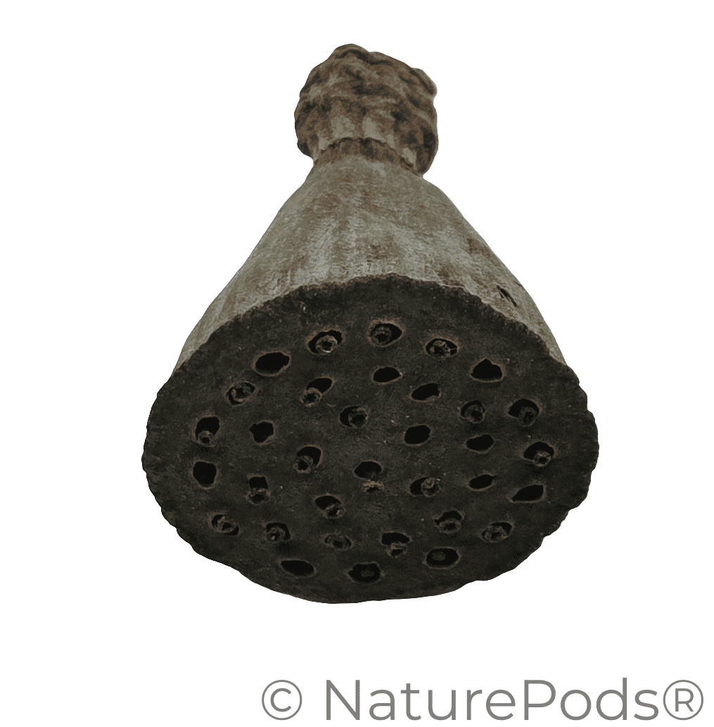 Natural Mini Lotus Seed Pods (Nelumbo nucifera)