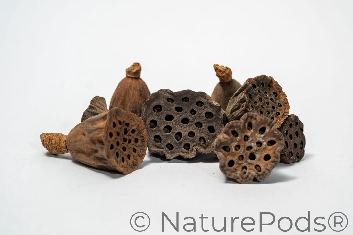 Natural Mini Lotus Seed Pods (Nelumbo nucifera)