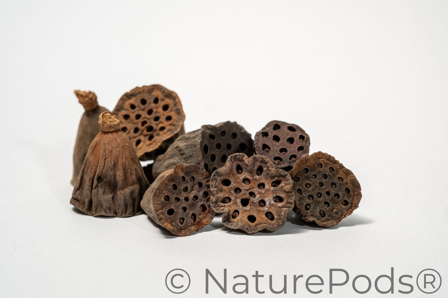 Natural Mini Lotus Seed Pods (Nelumbo nucifera)