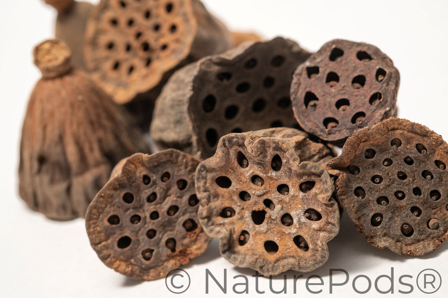 Natural Mini Lotus Seed Pods (Nelumbo nucifera)