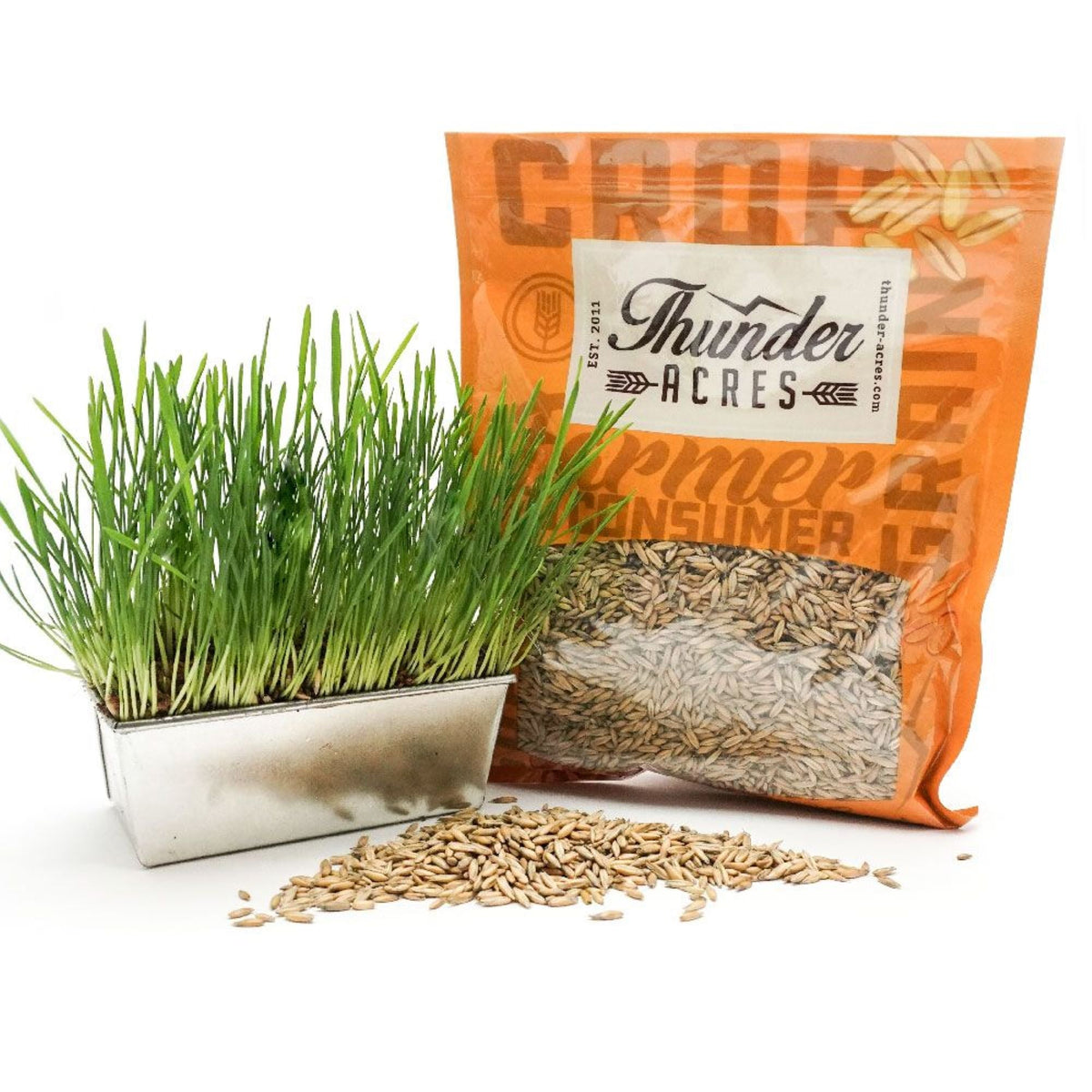 Organic Oat Grass Seed (Avena sativa)