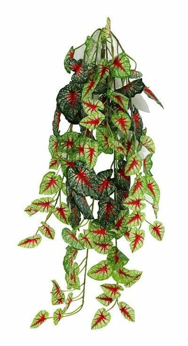 Pangea Hanging Bush — Caladium Variety (24")