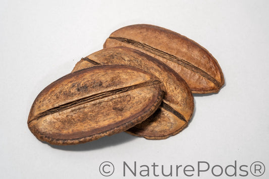 Natural Dried Para Para Pods (Jacaranda copaia)