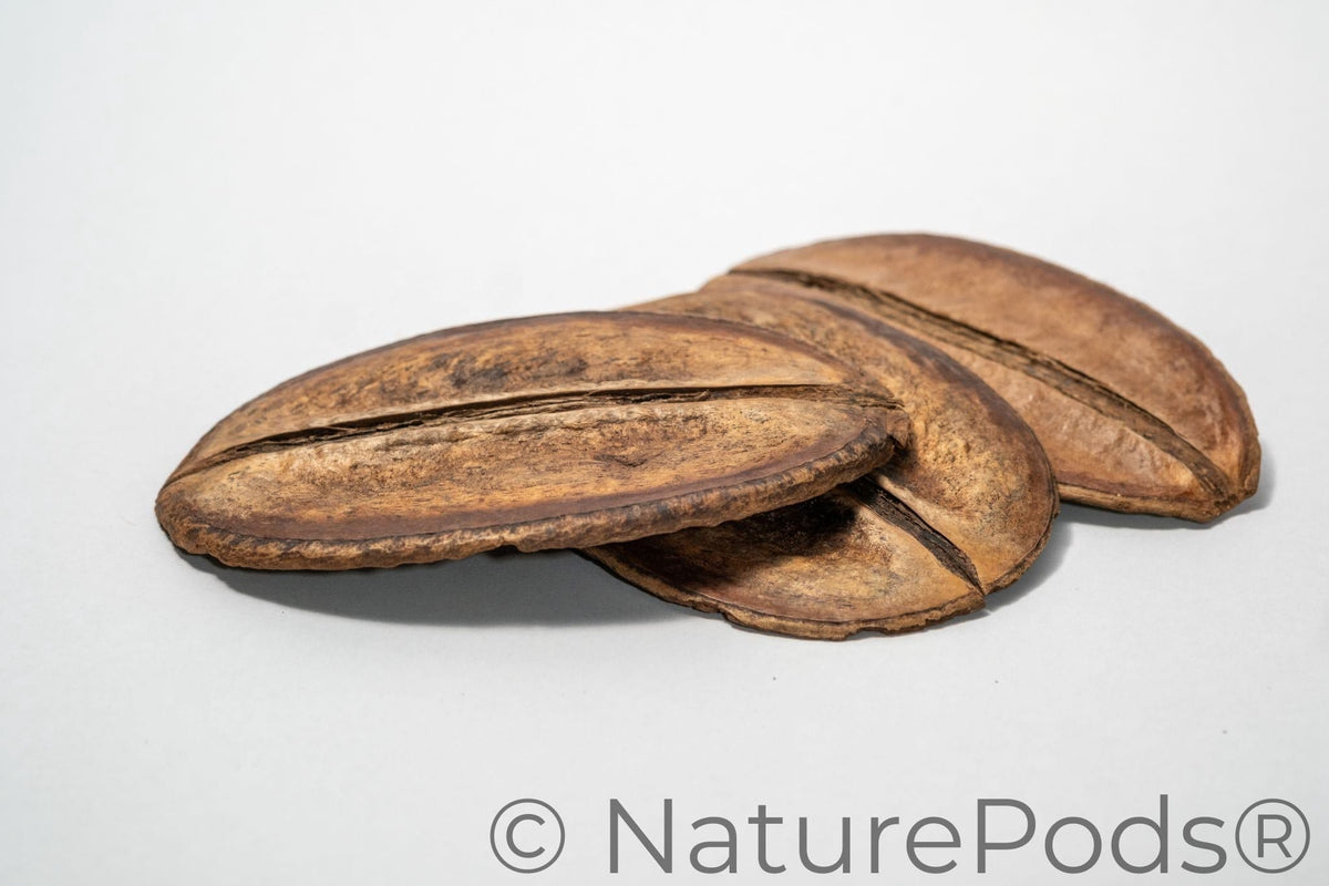 Natural Dried Para Para Pods (Jacaranda copaia)