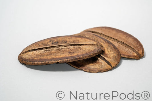 Natural Dried Para Para Pods (Jacaranda copaia)