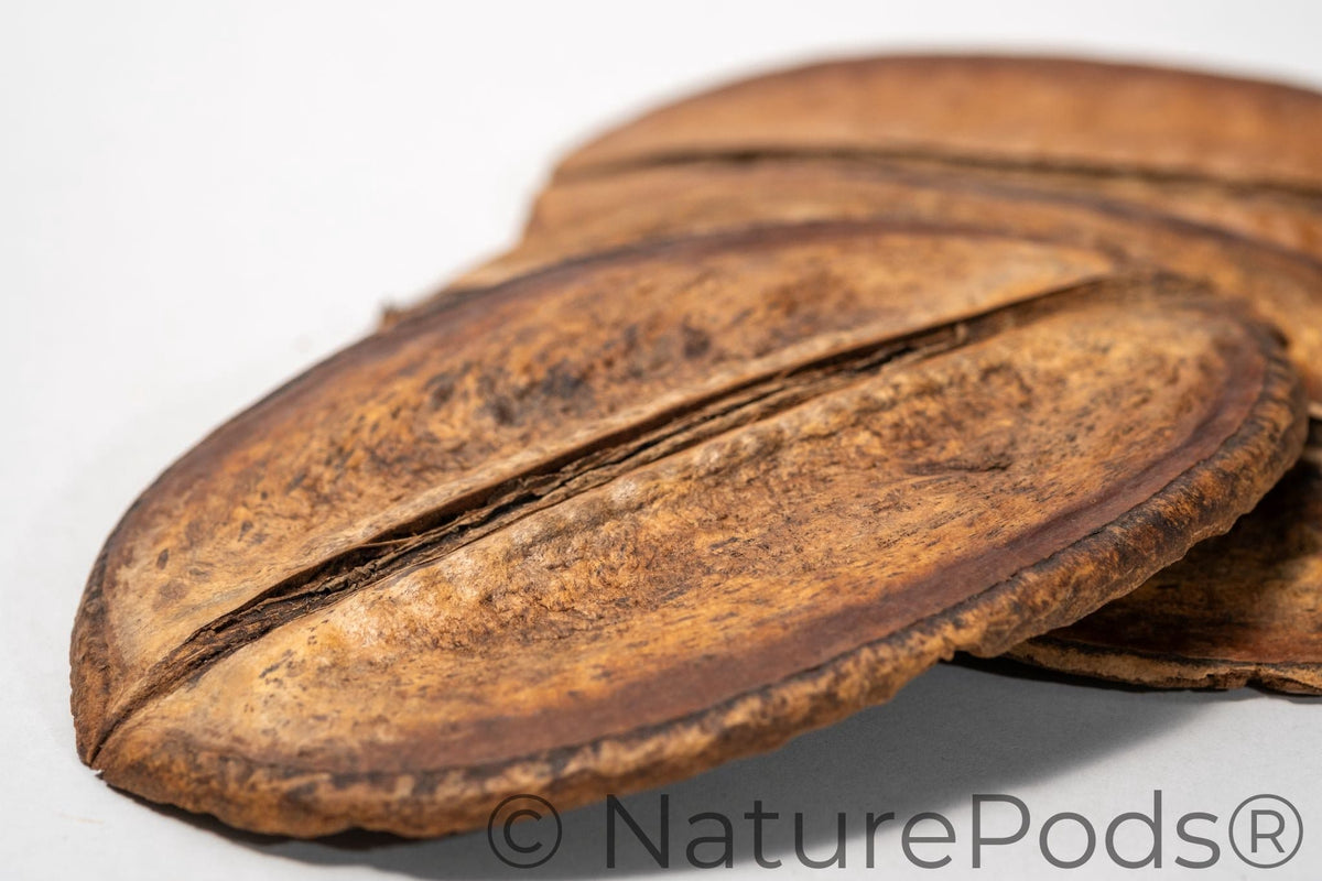 Natural Dried Para Para Pods (Jacaranda copaia)