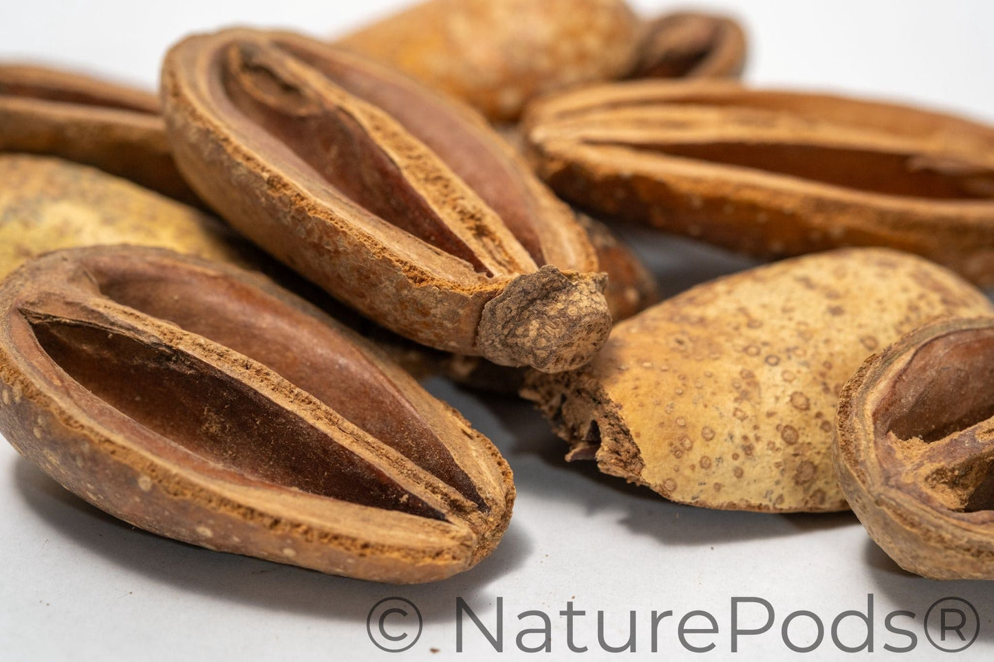 Natural Pear Seed Pods (Schrebera swietenoides)