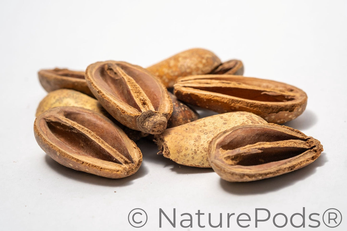Natural Pear Seed Pods (Schrebera swietenoides)