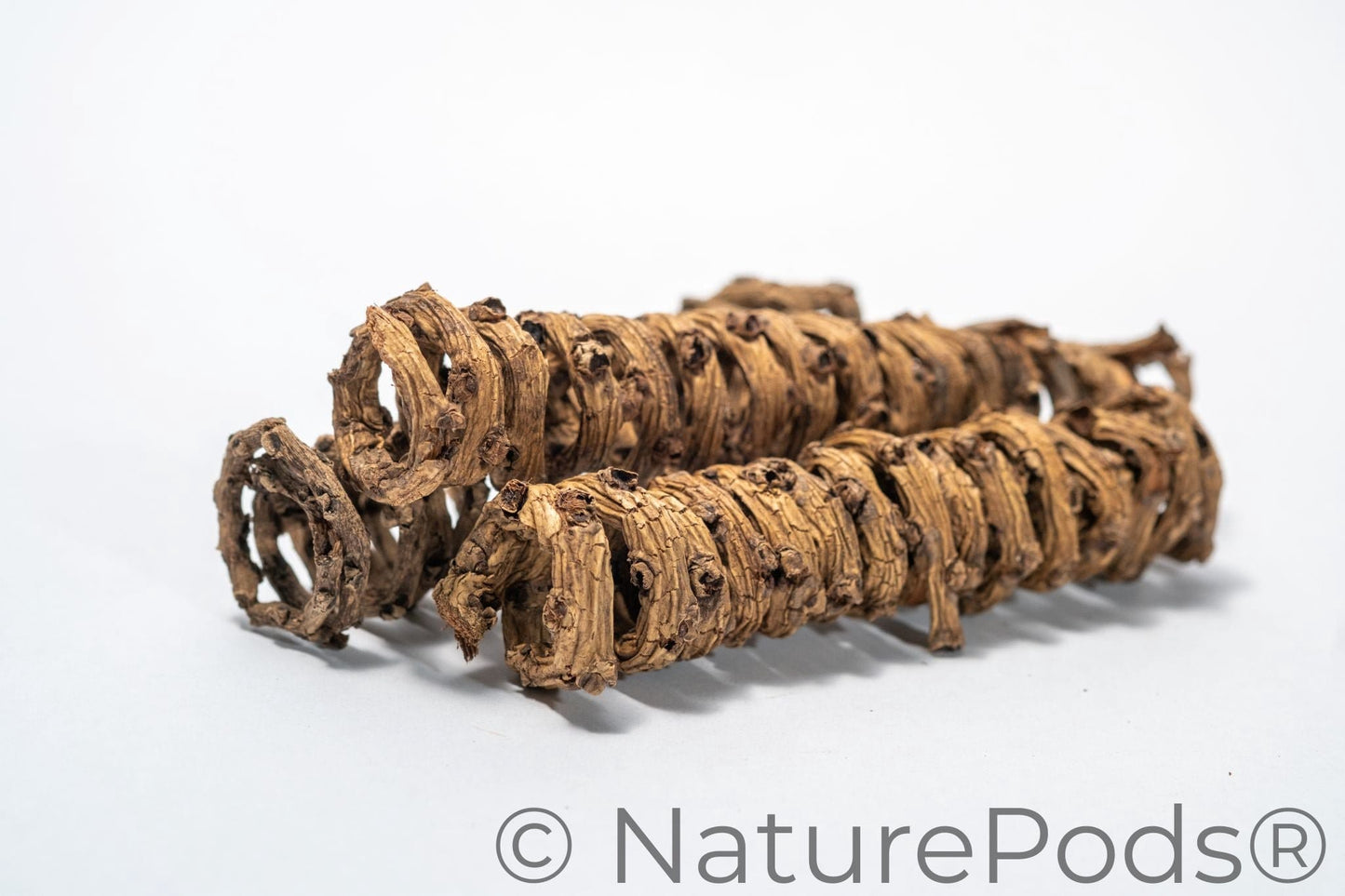 Natural Palm Tail Springs (Borassus flabellifer) – 3 Pack