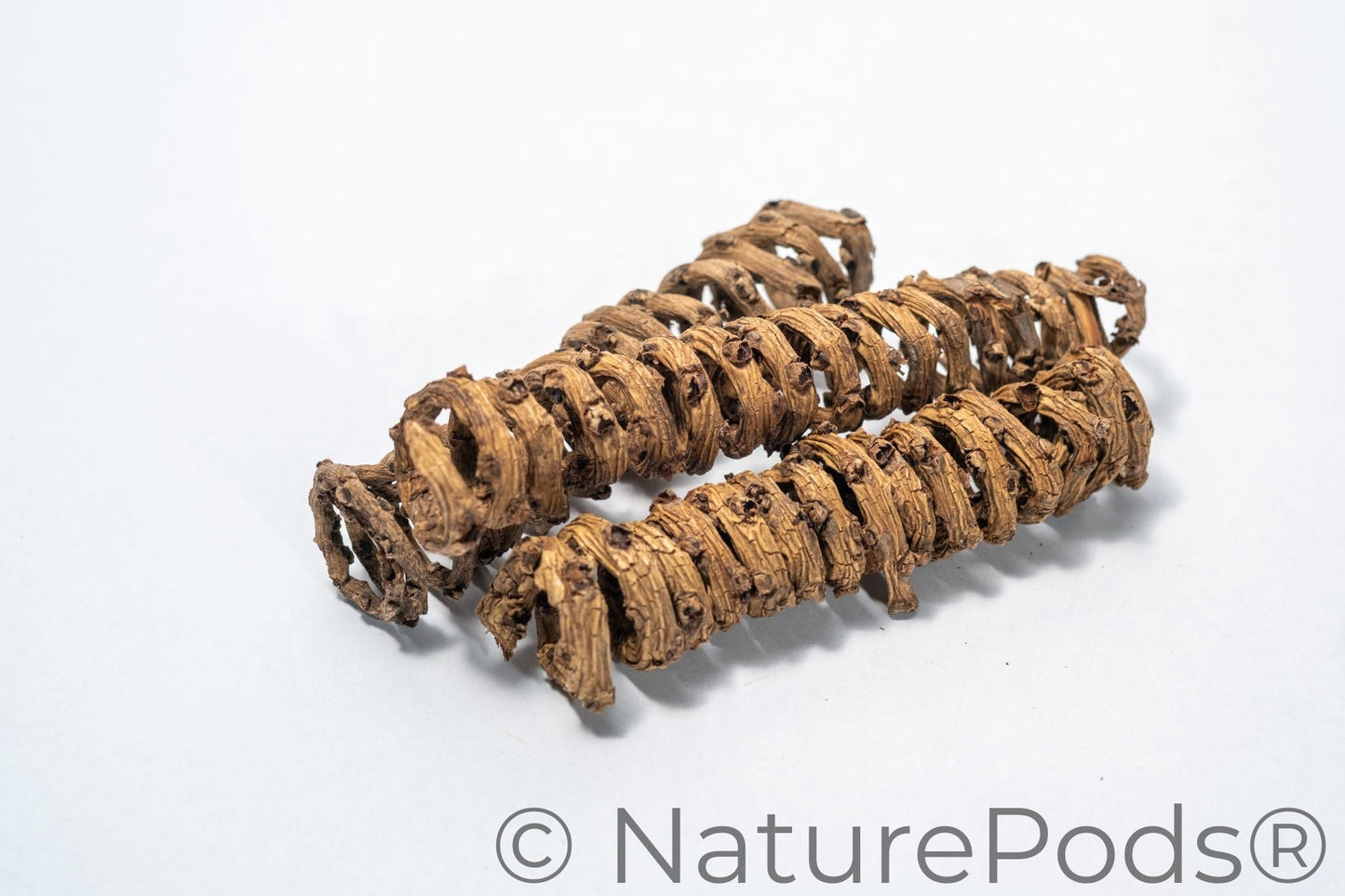 Natural Palm Tail Springs (Borassus flabellifer) – 3 Pack