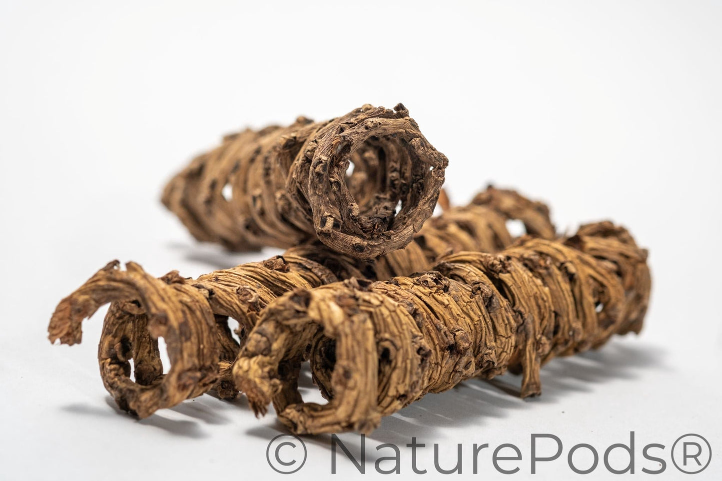 Natural Palm Tail Springs (Borassus flabellifer) – 3 Pack