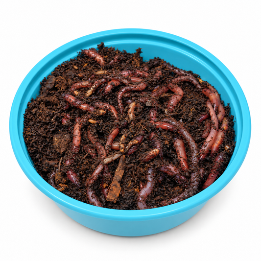 Live Red Wigglers (Includes 2 Day Shipping)