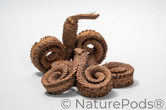 Natural Ram's Horn Pods (Borassus flabellifer)