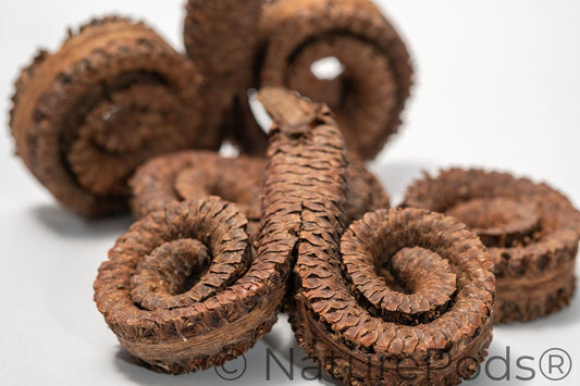 Natural Ram's Horn Pods (Borassus flabellifer)