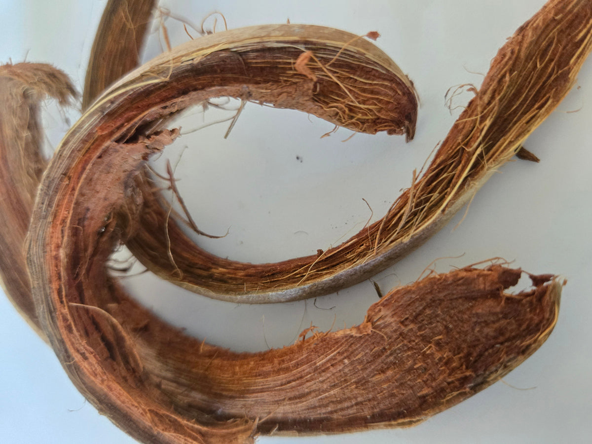 Natural Dried Coco Curls (Cocos nucifera)