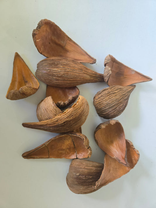 Natural Dried Dregea Arti Pods (Dregea volubilis)