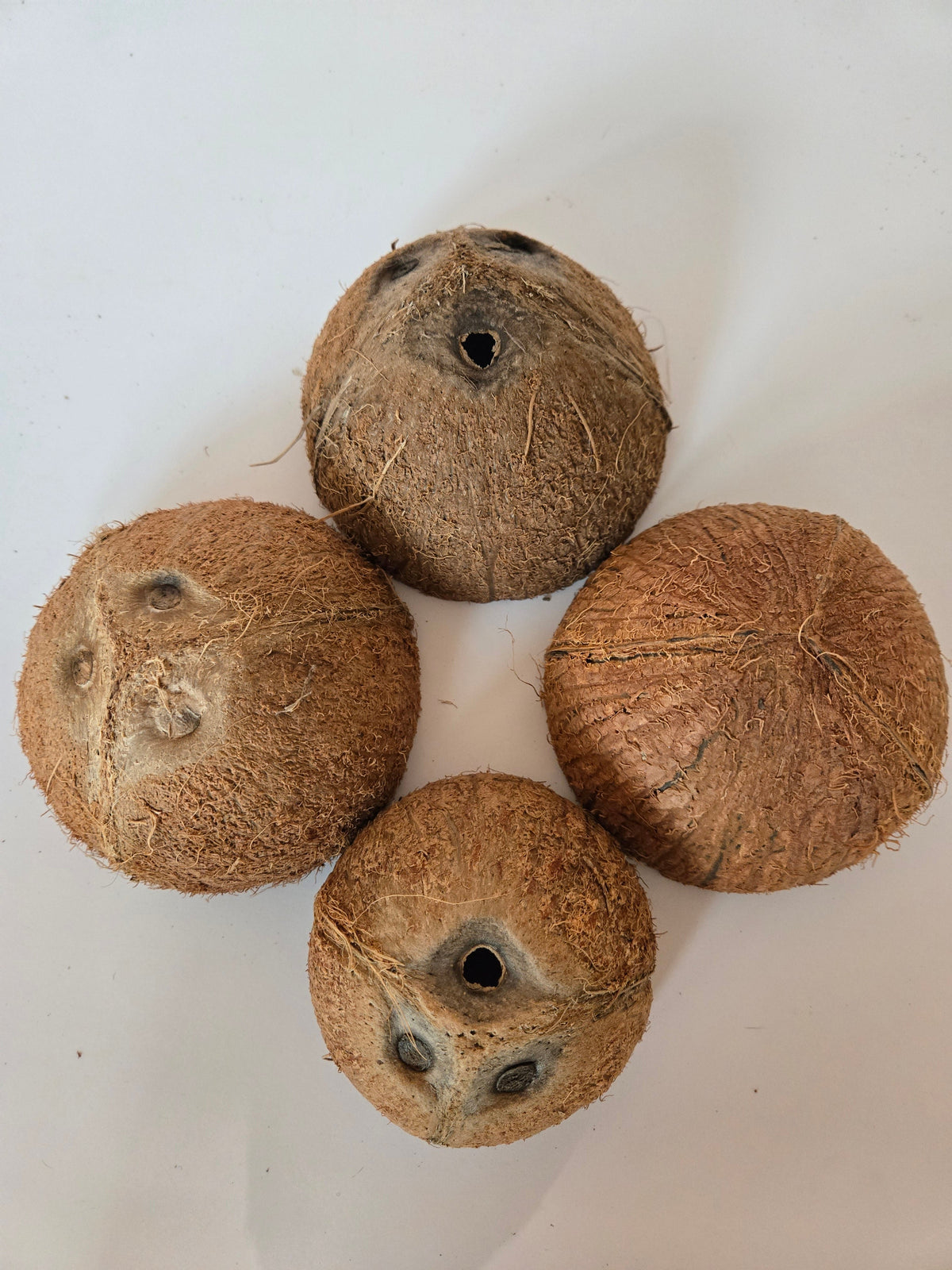 Natural Dried Coconut Shell Halves (Cocos nucifera)