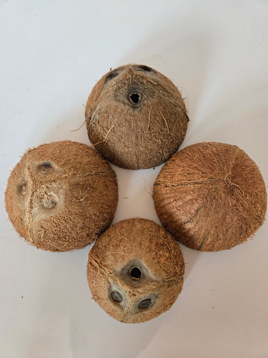 Natural Dried Coconut Shell Halves (Cocos nucifera)