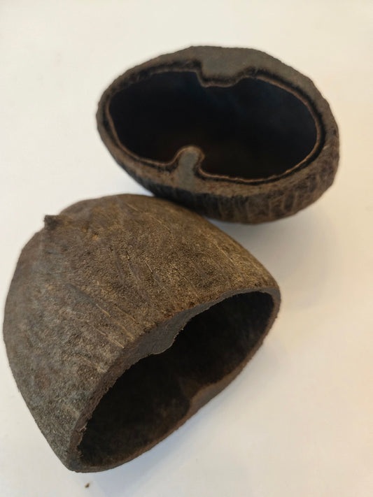 Natural Dried Palm Pods (Borassus flabellifer)
