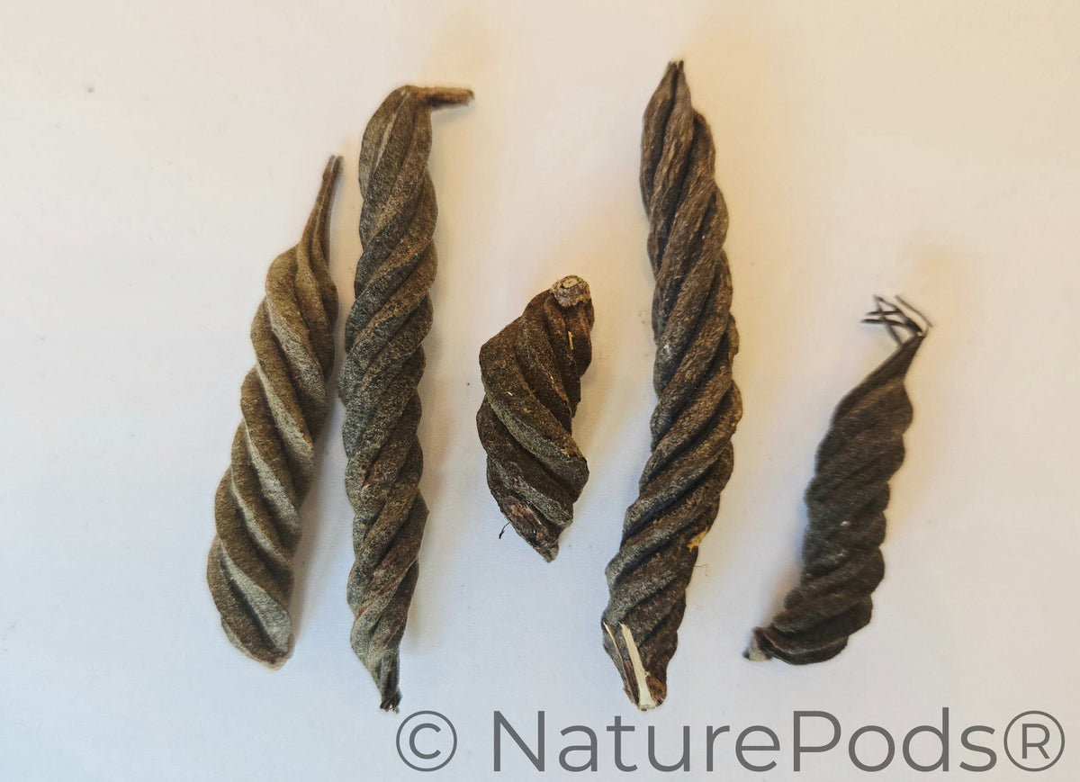 Natural Dried Twisty Pods (Helicteres isora)