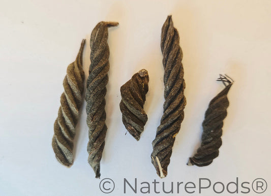 Natural Dried Twisty Pods (Helicteres isora)