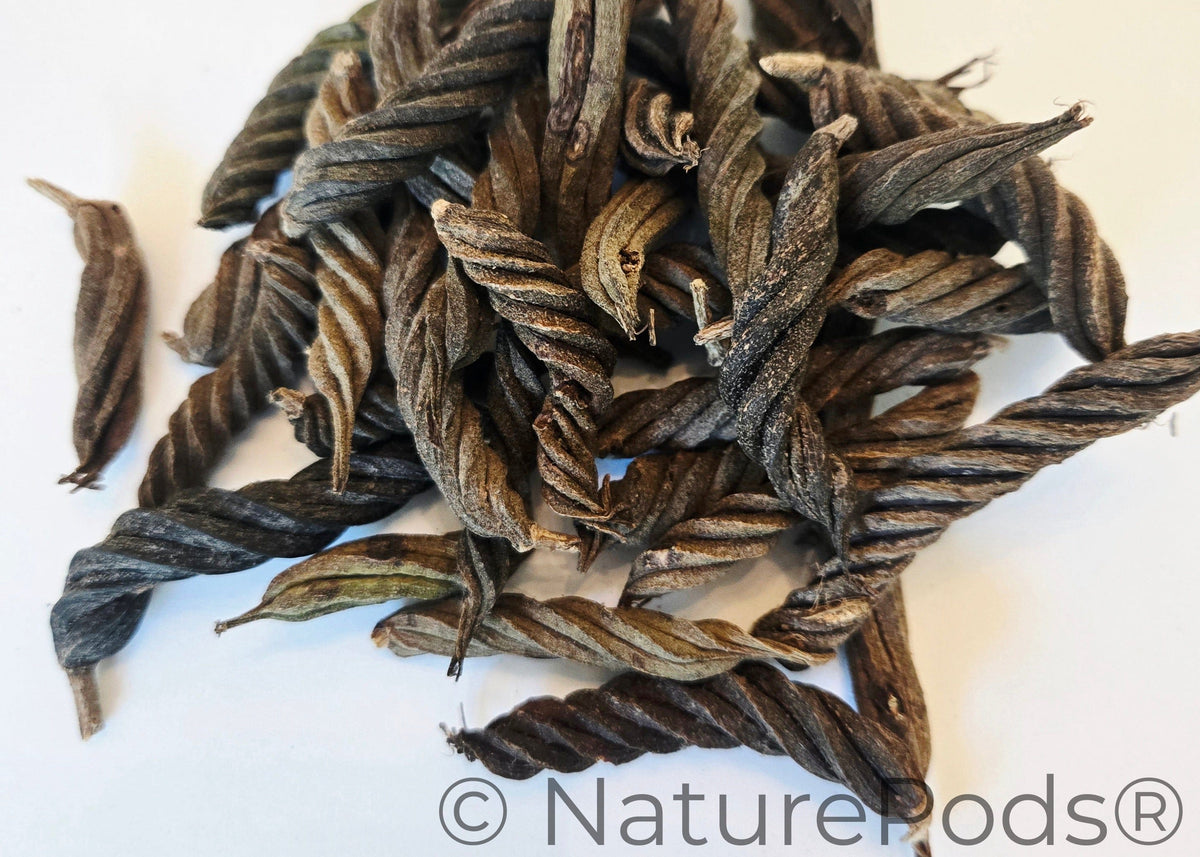 Natural Dried Twisty Pods (Helicteres isora)