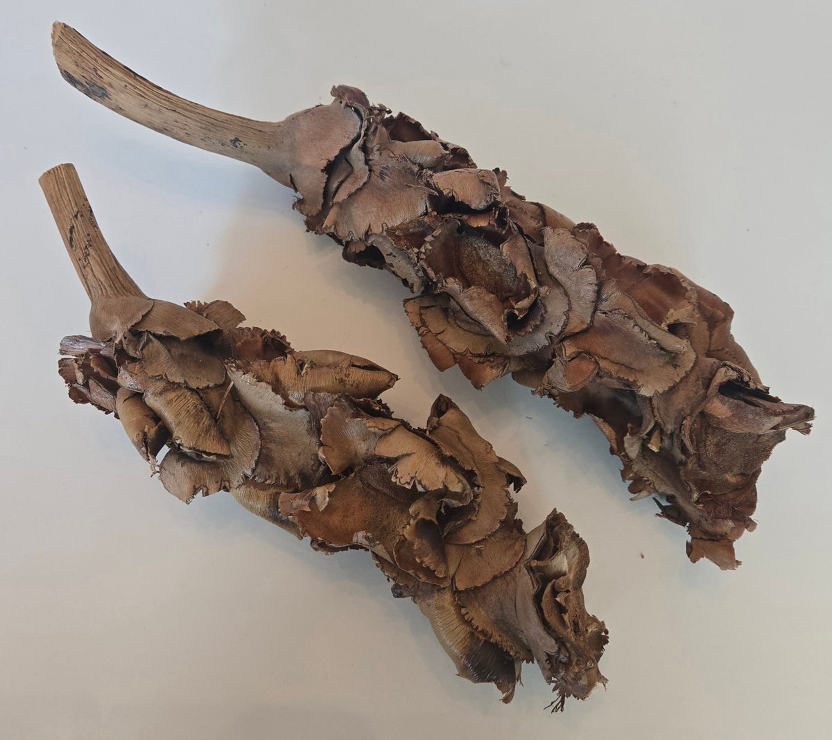 Natural Dried Palm Blossom Stalk (Borassus flabellifer)