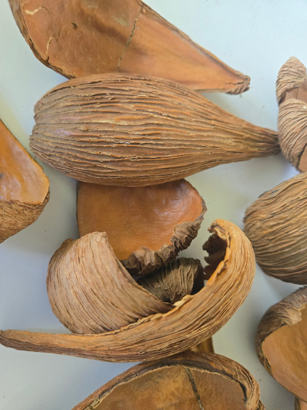 Natural Dried Dregea Arti Pods (Dregea volubilis)