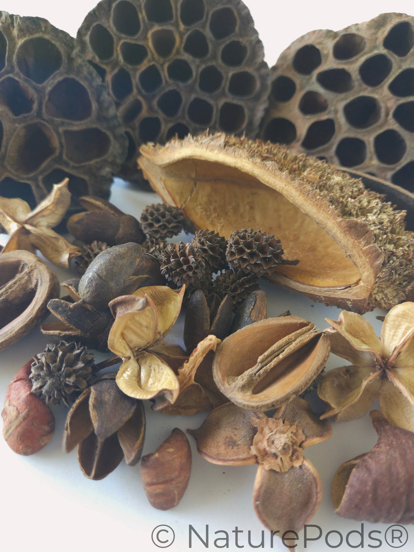 Botanical Seed Pod Variety Pack (33-Piece)