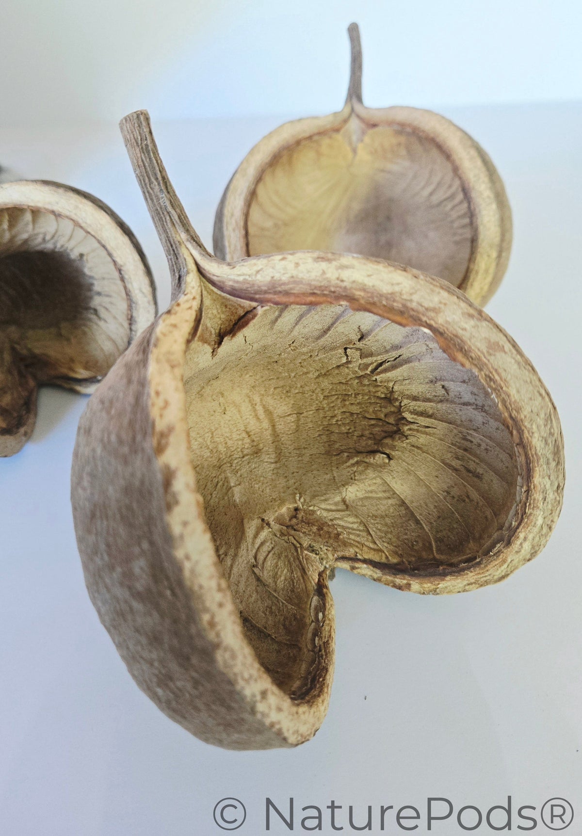 Natural Dried Buddha Nut Pods (Pterygota alata)