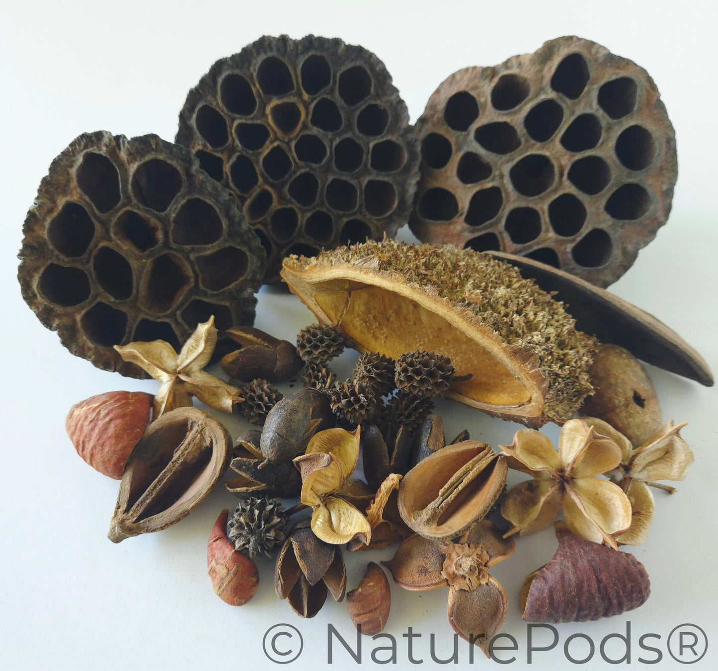 Botanical Seed Pod Variety Pack (33-Piece)